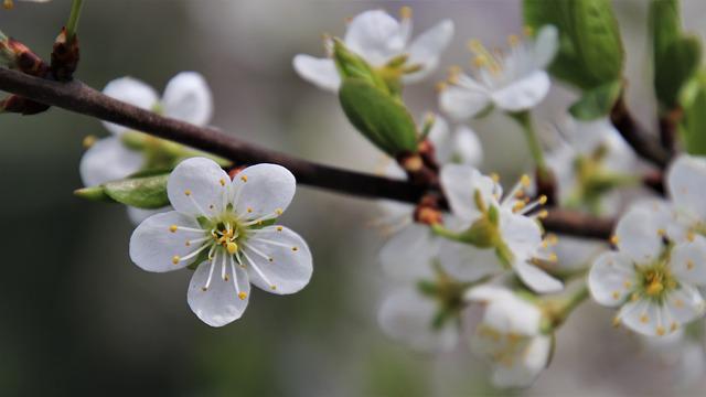 flowering branch