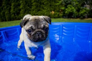 Puppy in a small swimming pool