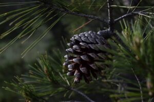 Pine cone on a tree