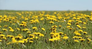 Field of dandelions