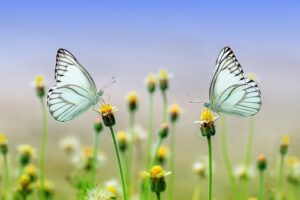 Two butterflies facing each other atop flower buds