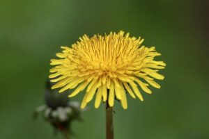 Dandelion