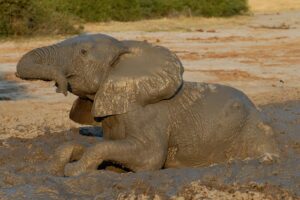 Baby elephant in the mud