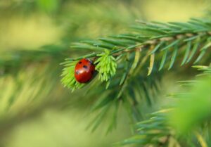 ladybug on a pine tree branch